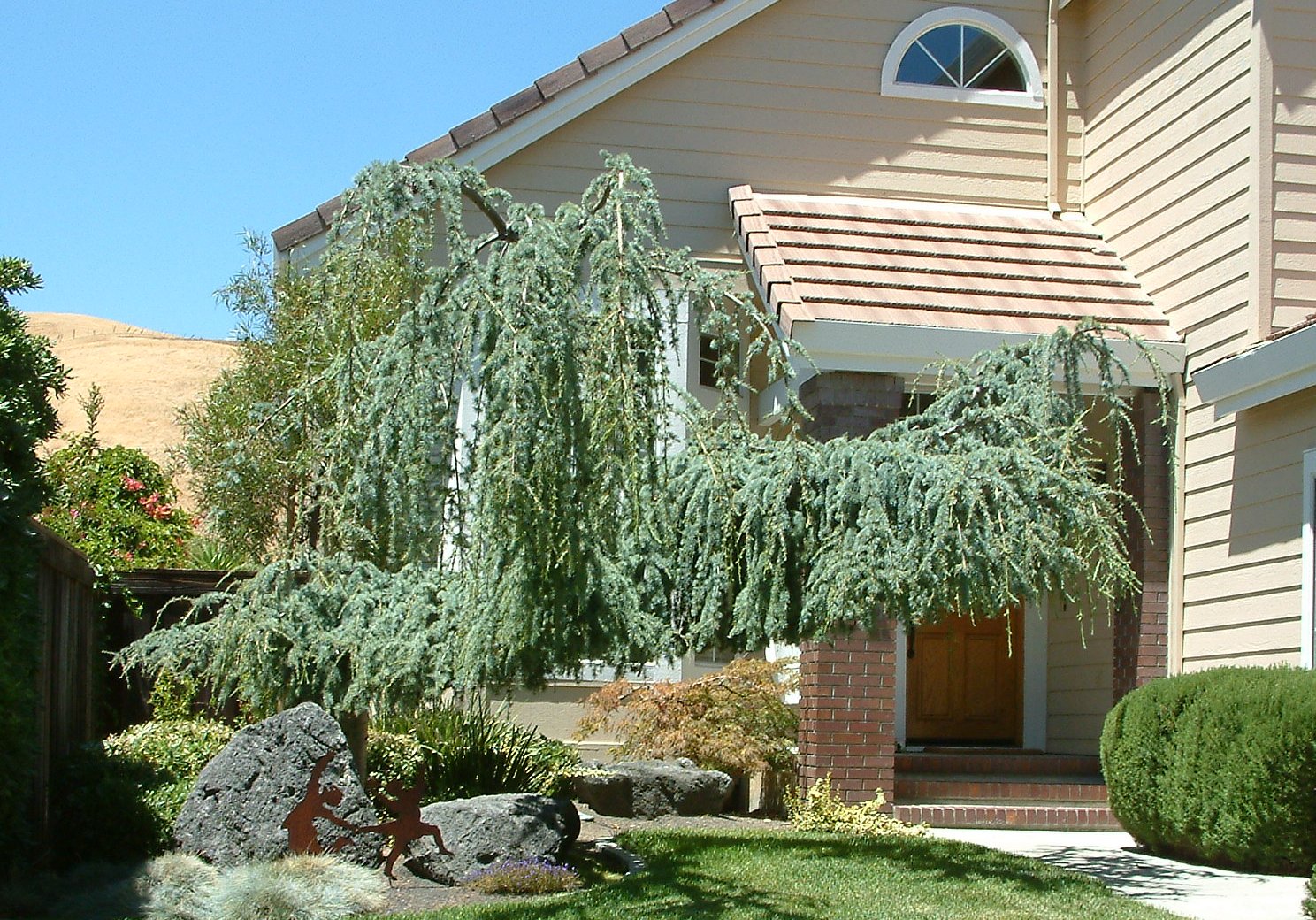 Cedru argintiu curgator / Cedrus atlantica "Glauca Pendula" /