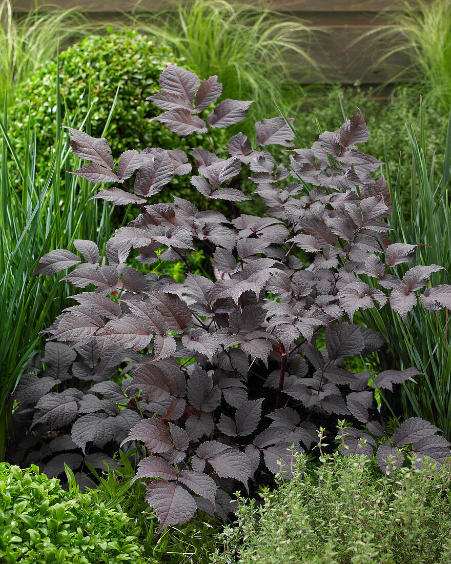 Astilbe thunbergii "Chocolate Shogun"