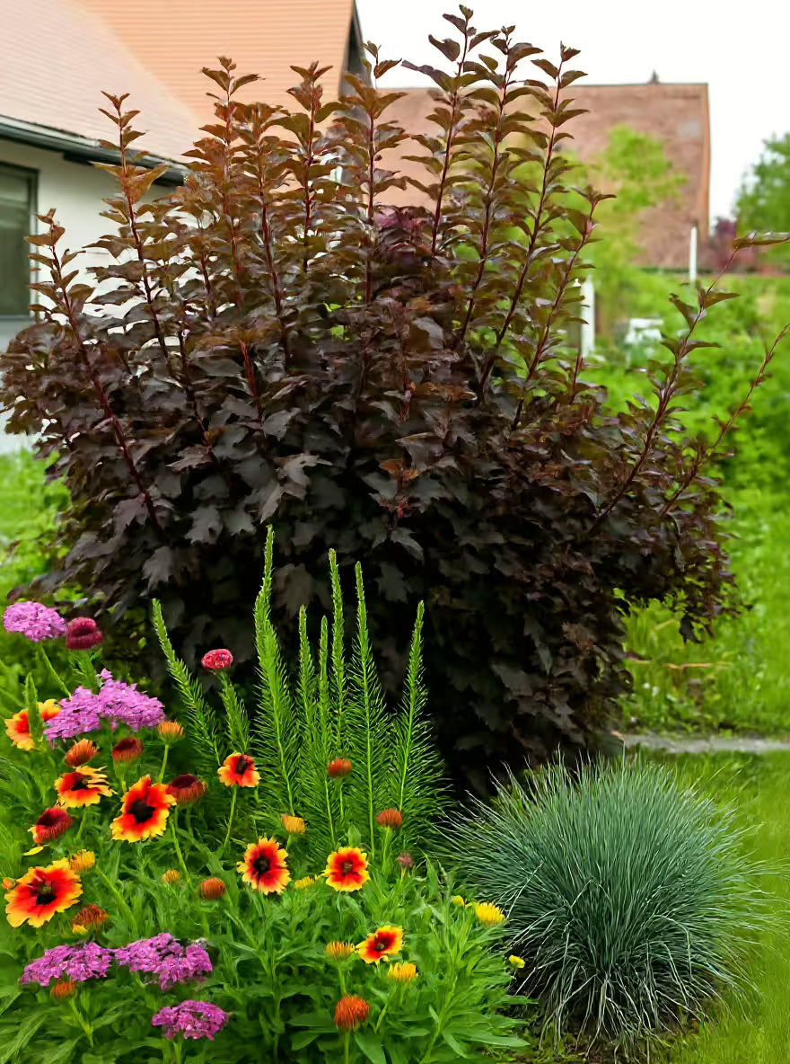 Physocarpus "Diabolo" / Physocarpus opulifolius "Diabolo"/ - Gradina Noastra