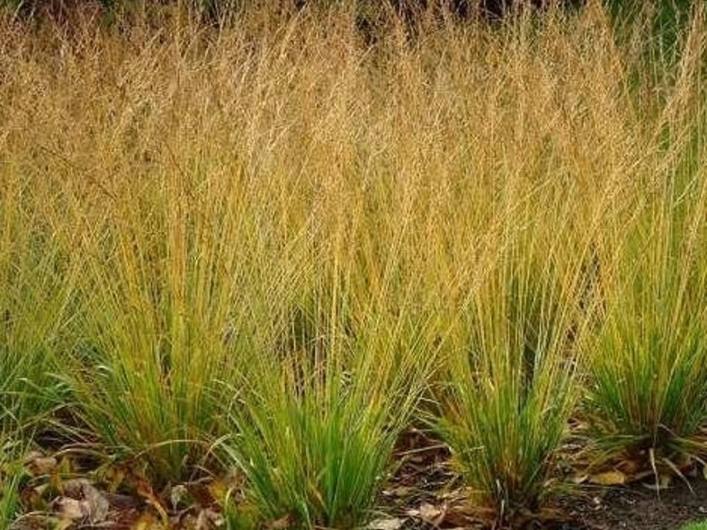 Molinia caerulea "Poul Petersen" by gradina-noastra