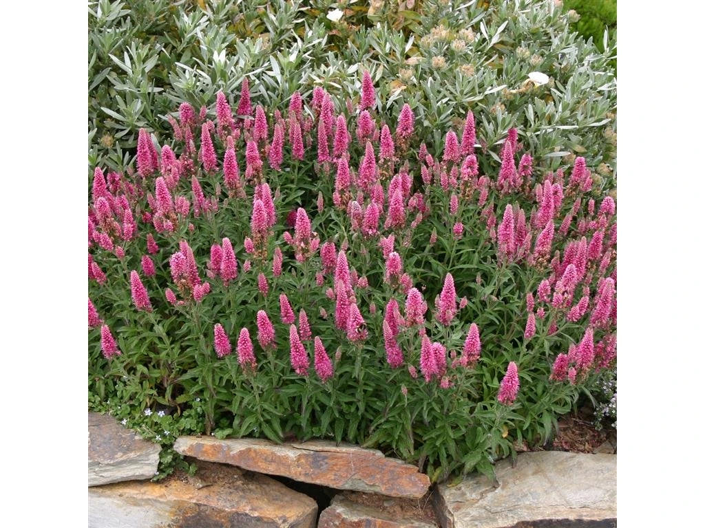 Veronica "Rose Zwerg" 0.10 - 0.20 m by Gradina Noastra