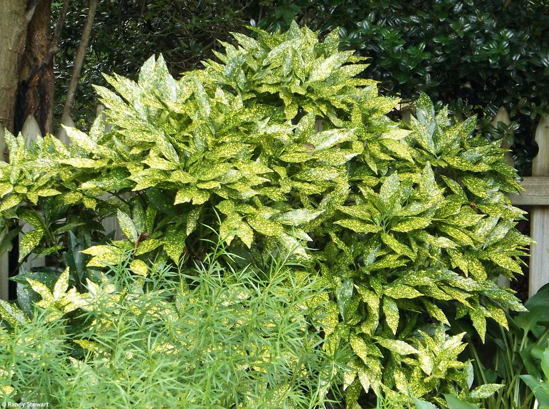 Pom de aur "Crotonifolia Gold" / Aucuba japonica "Crotonifolia Gold" /