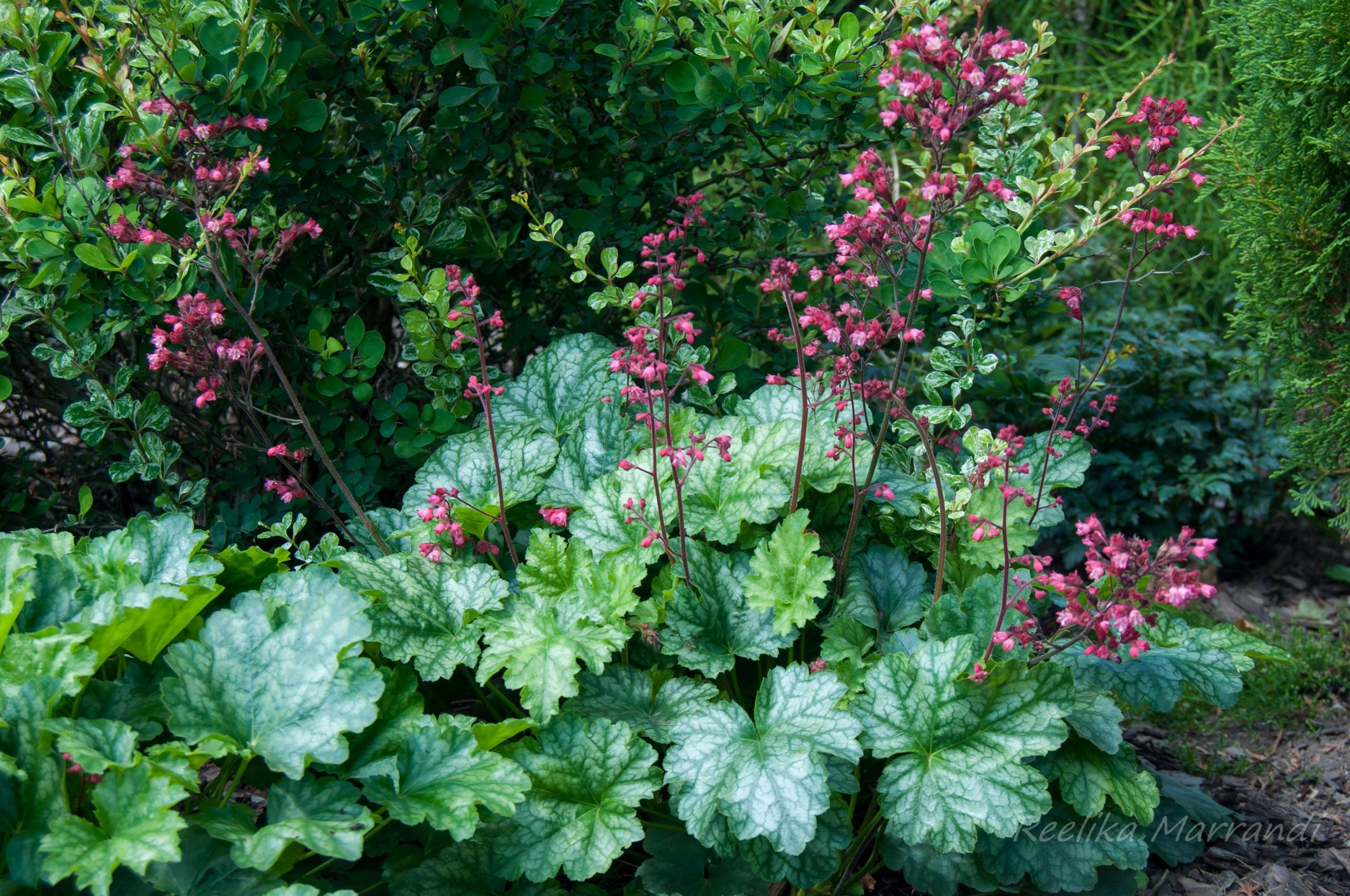 Heuchera "Paris"