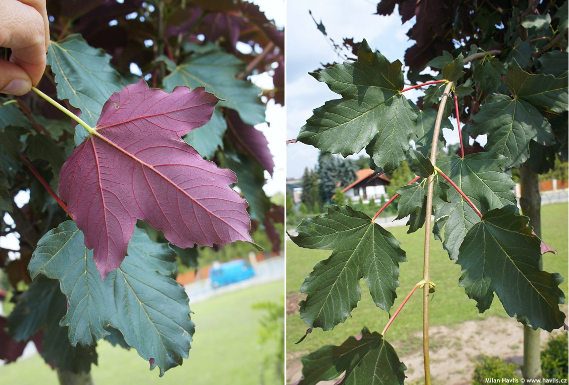 Paltin de munte "Atropurpureum " 3.00 - 3.50 m / Acer pseudoplatanus "Atropurpureum"/ by gradina-noastra