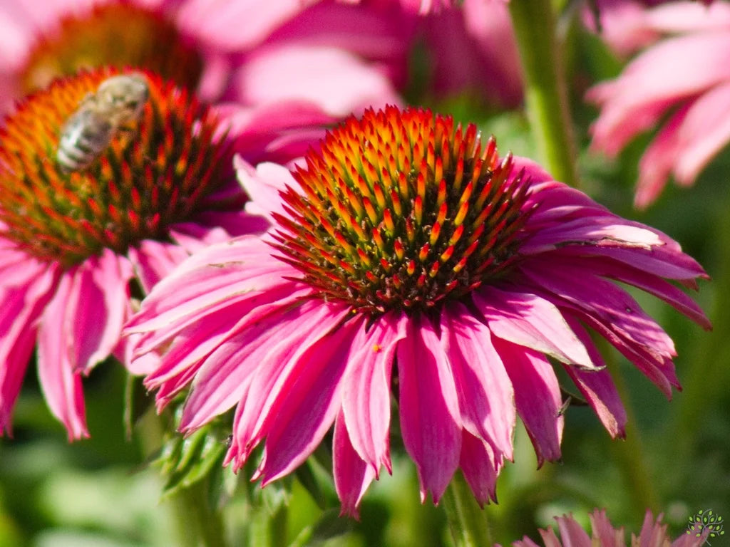 Echinacea purpurea "Lakota Rose"