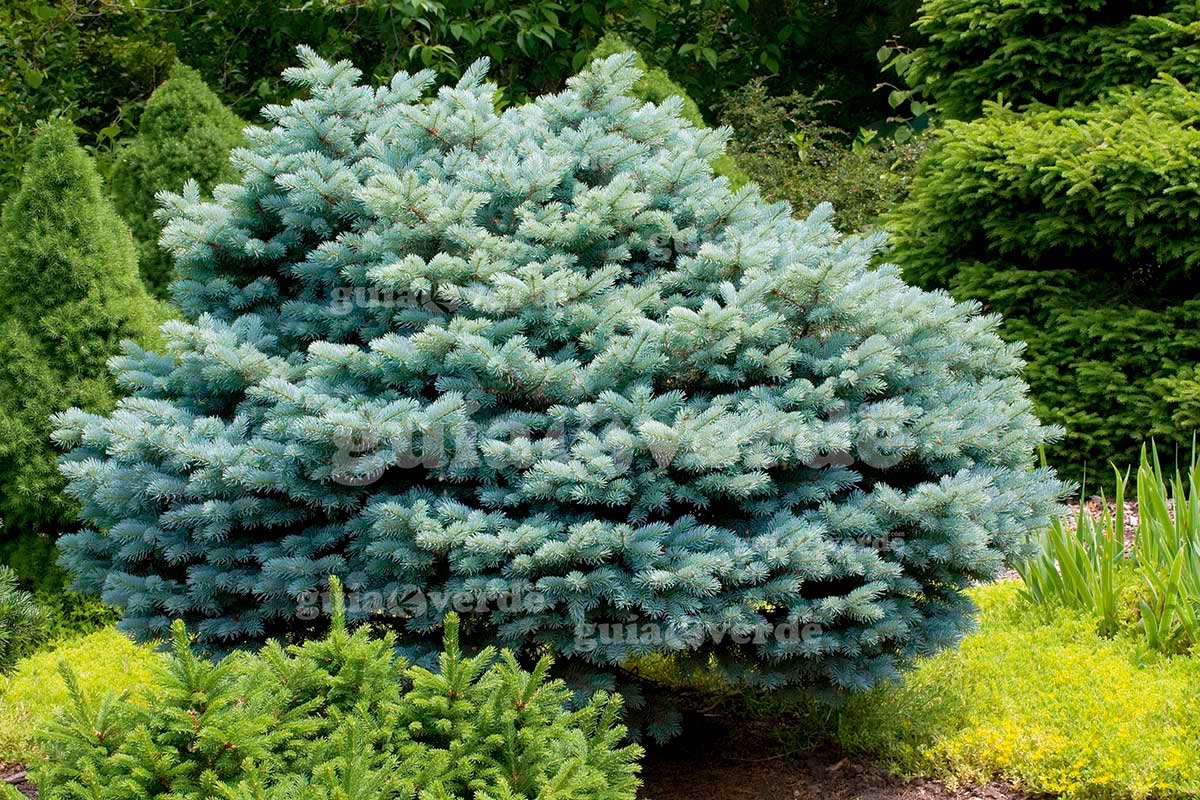 Molid argintiu globular / Picea pungens "Glauca Globosa" / - Gradina Noastra