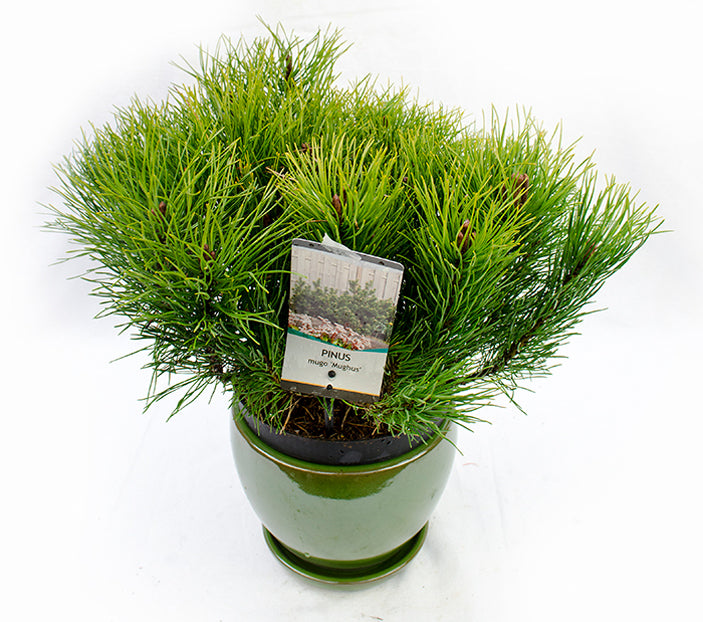 Pin pitic "Mughus" / Pinus mugo "Mughus" / - Gradina Noastra