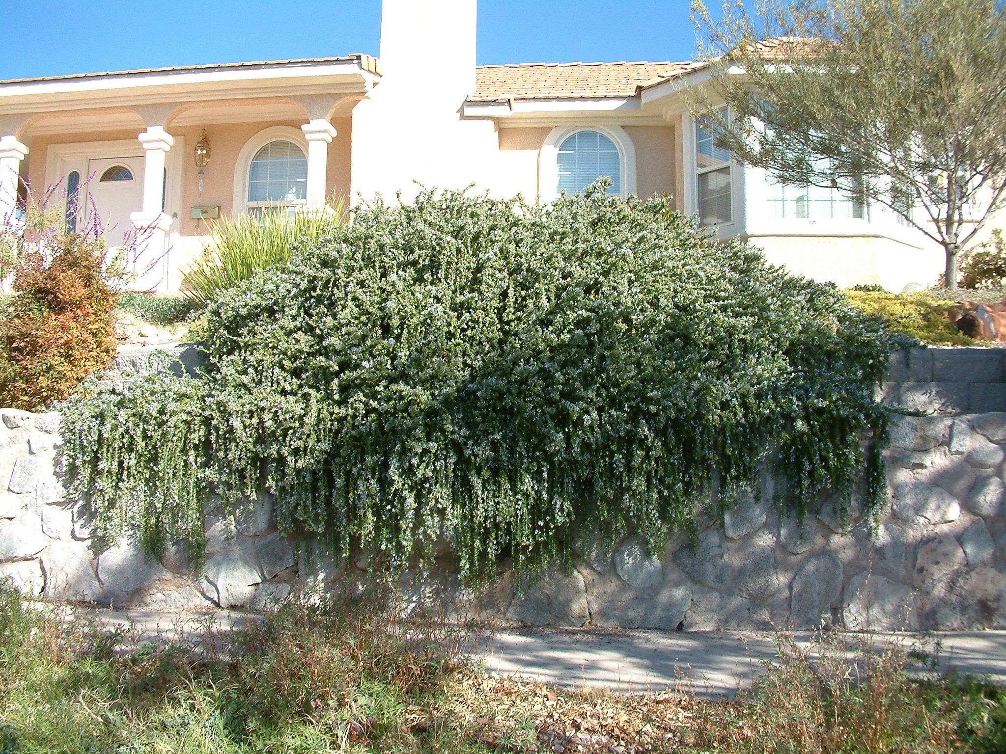 Rozmarin "Prostratus" / Rosmarinus officinalis "Prostratus"/