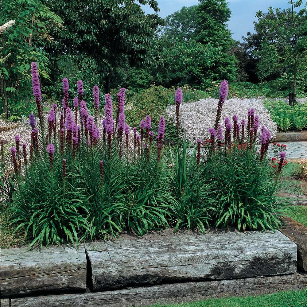 Liatris spicata "Kobold" 0.10 - 0.20 m by Gradina Noastra