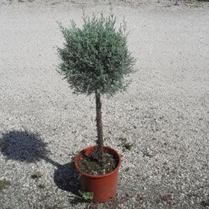 Chiparos de Arizona fastigiat pomisor / Cupressus arizonica ‘Fastigiata’ /