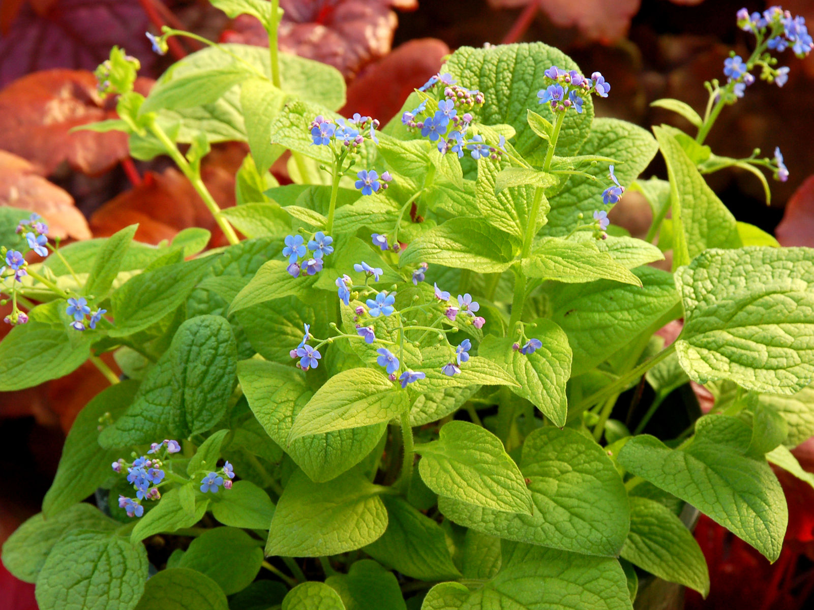 Brunnera macr. &