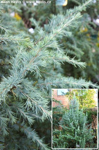 Cedru de Himalaya "Bush Electra" 2.00 - 2.50 m / Cedrus deodora "Bush Electra" / by gradina-noastra