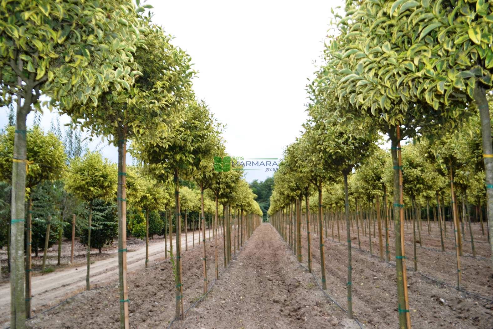 Lemn cainesc "Excelsum Superbum" arbore 2.50 - 3.00 m / Ligustrum japonicum "Excelsum Superbum"/ by gradina-noastra