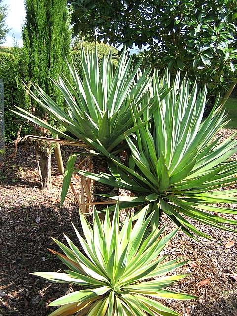 Yucca gloriosa 0.80 - 1.00 m / Yucca gloriosa / by gradina-noastra
