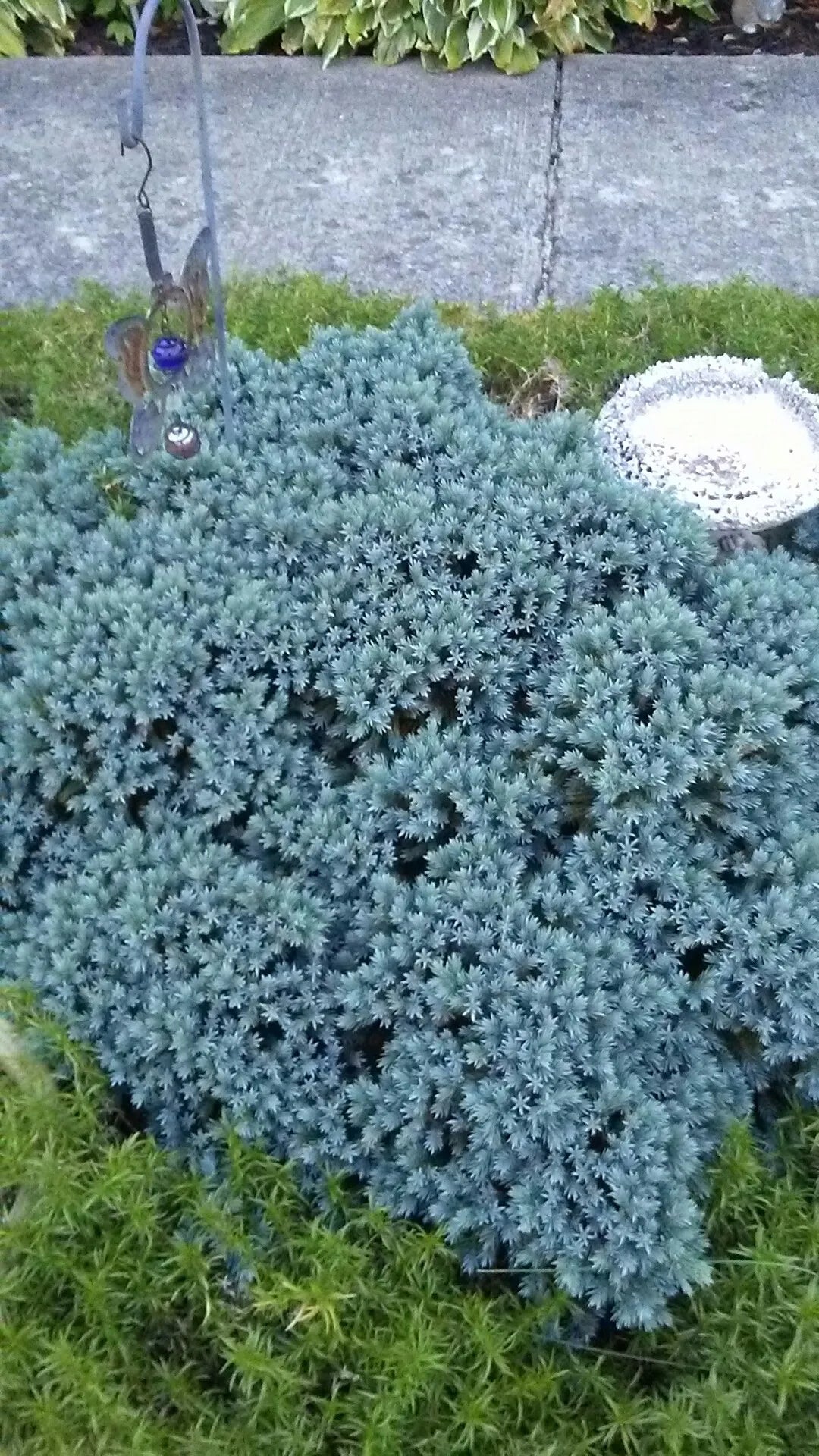 Ienupar "Blue Star" 0.20 - 0.25 m / Juniperus squamata "Blue Star", ornament pentru grădină, cu frunziș albastru.