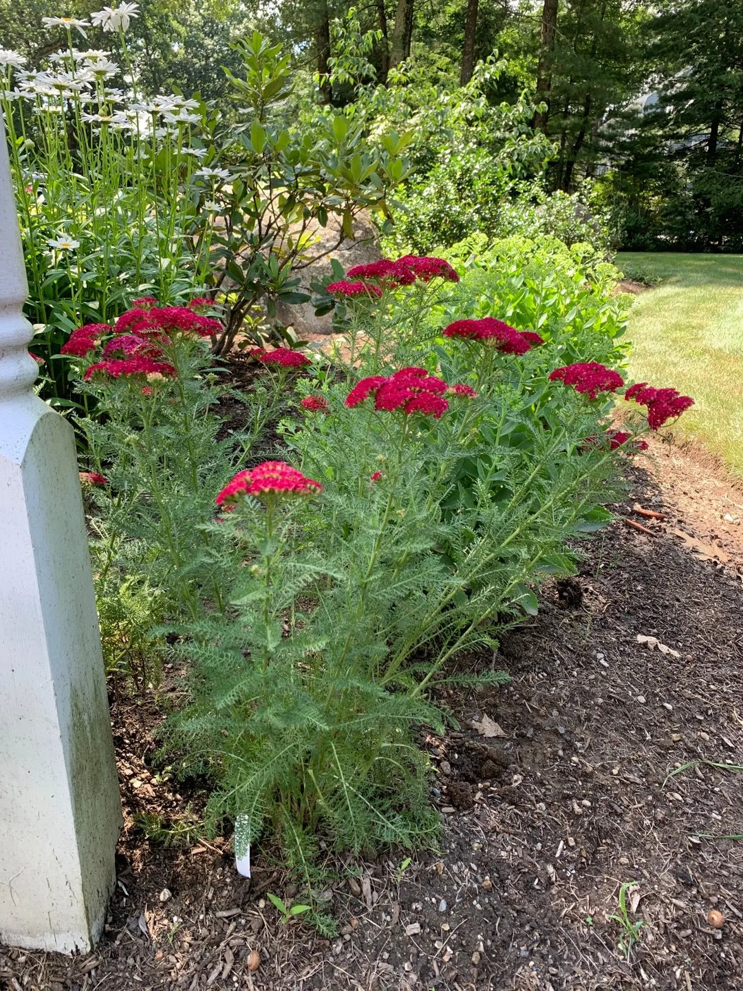 Achillea millefolium "Pomegranate"