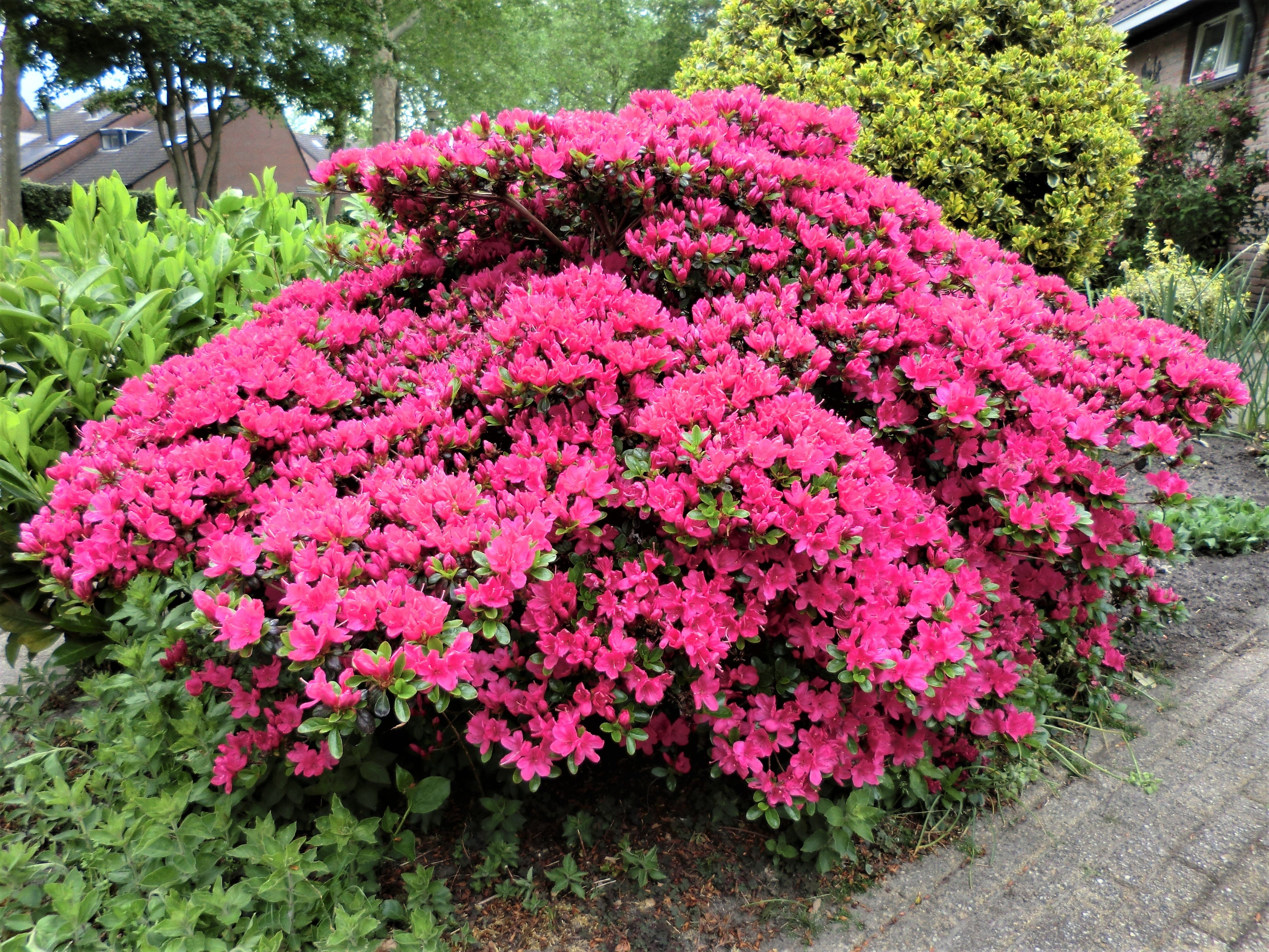 Azalee japonica diferite soiuri mix/buc/ Azalea japonica mix/buc / - Gradina Noastra