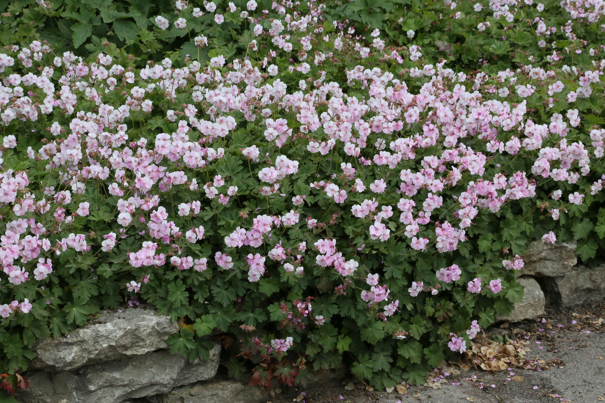 Geranium cantabrigiense x "Biokovo" by Gradina Noastra