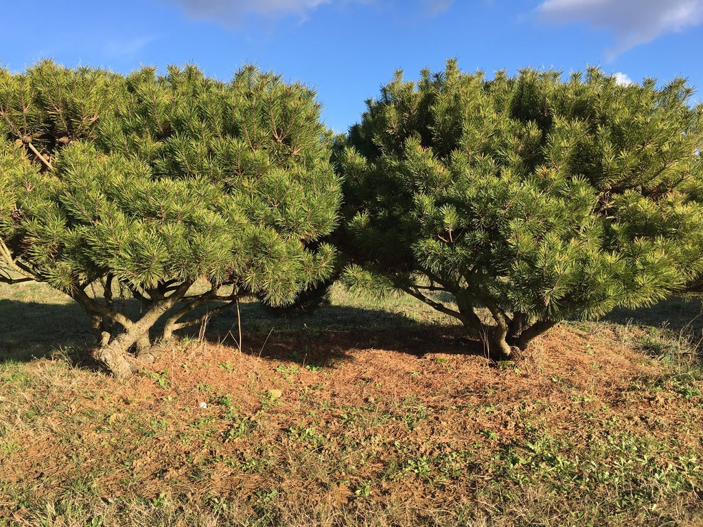 Pin negru "Pierrick Bregeon" / Pinus nigra "Pierrick Bregeon" / by gradina-noastra
