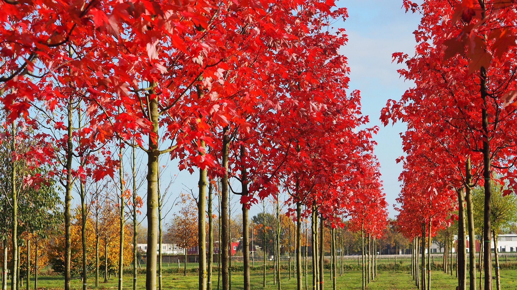 Artar rosu „Somerset” / Acer rubrum „Somerset” /