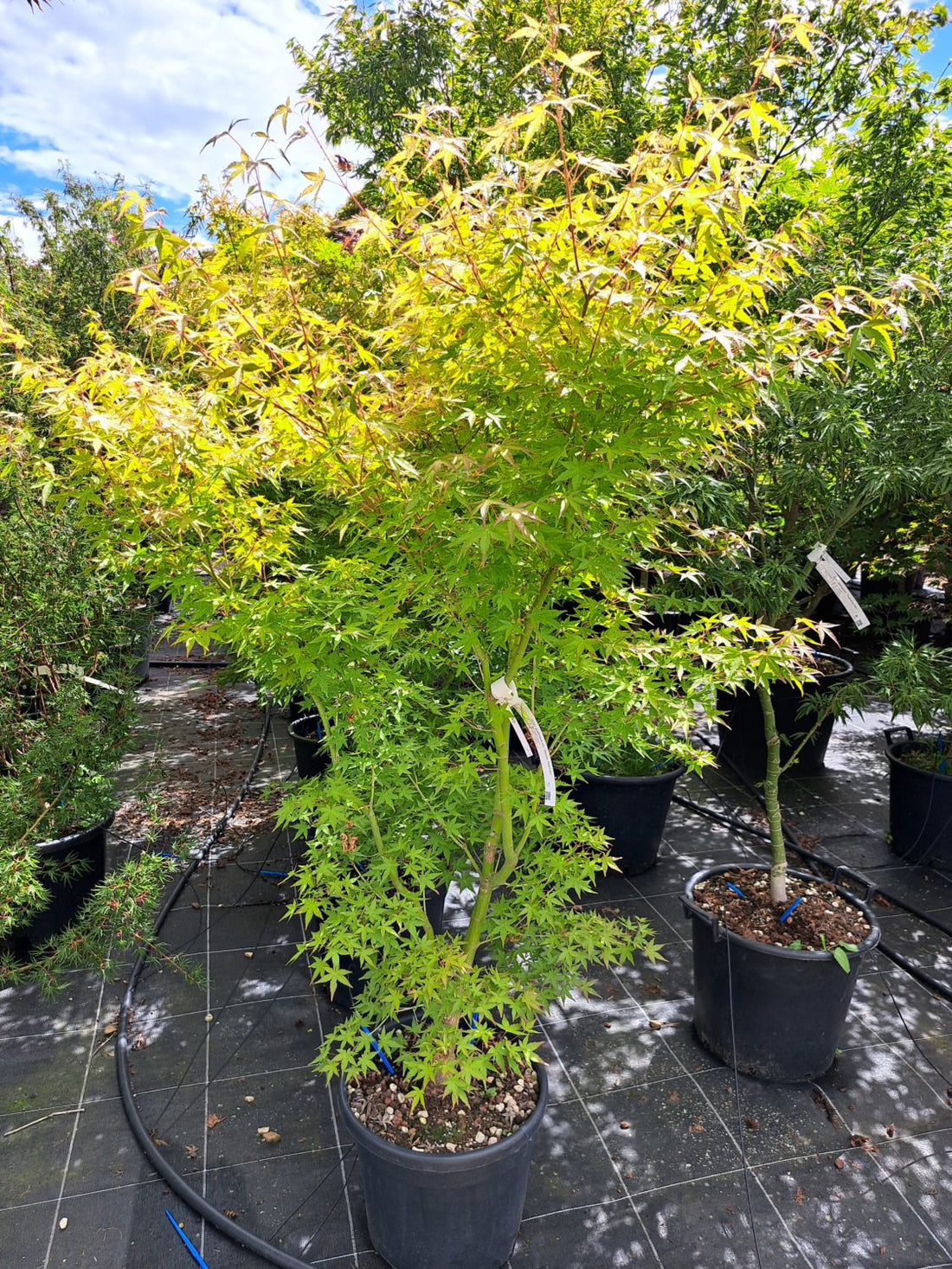 Artar japonez "Sode Nishiki" 1.20 - 1.50 m / Acer palmatum "Sode Nishiki"/ by gradina-noastra