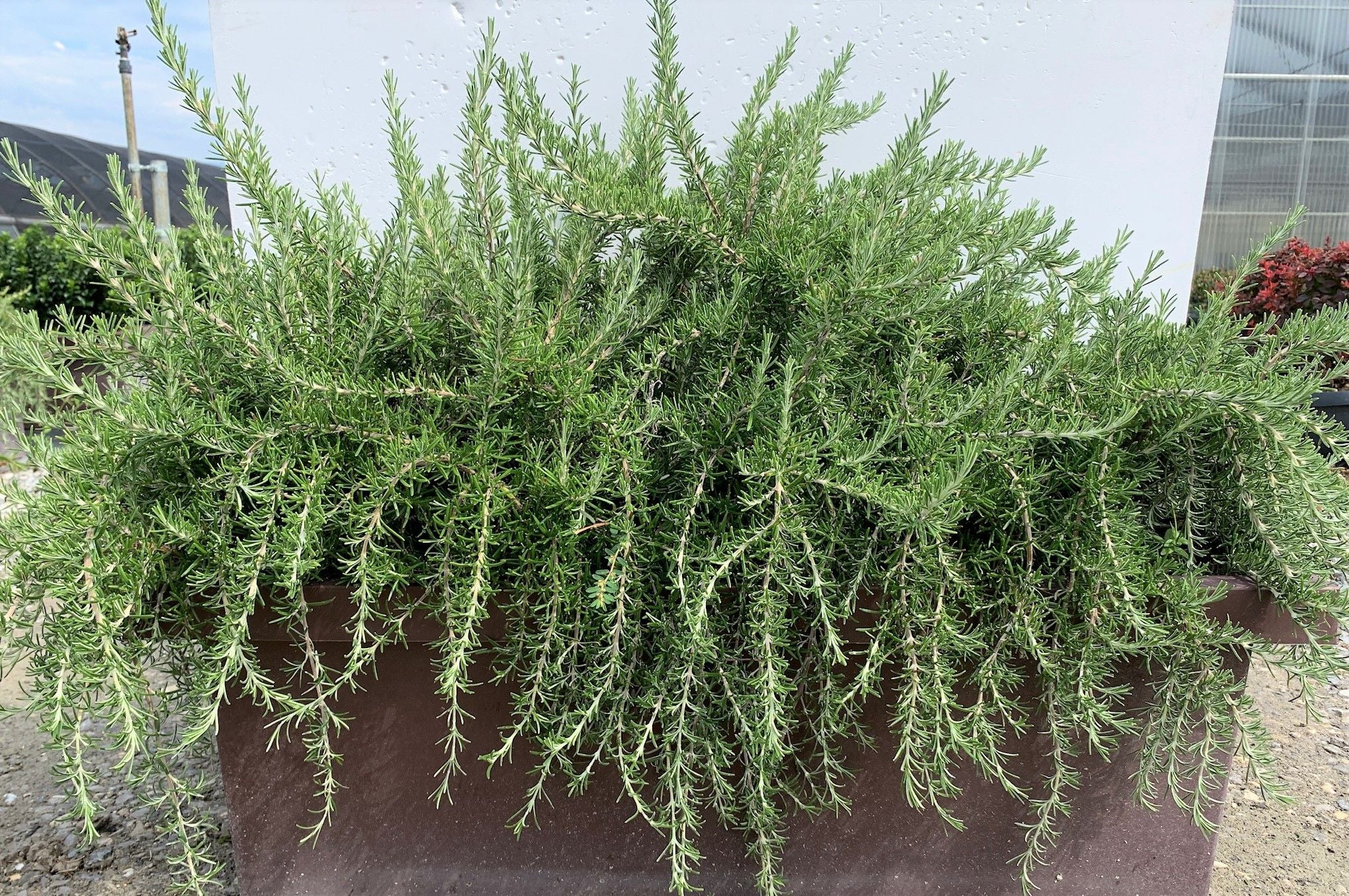Rozmarin "Prostratus" / Rosmarinus officinalis "Prostratus"/