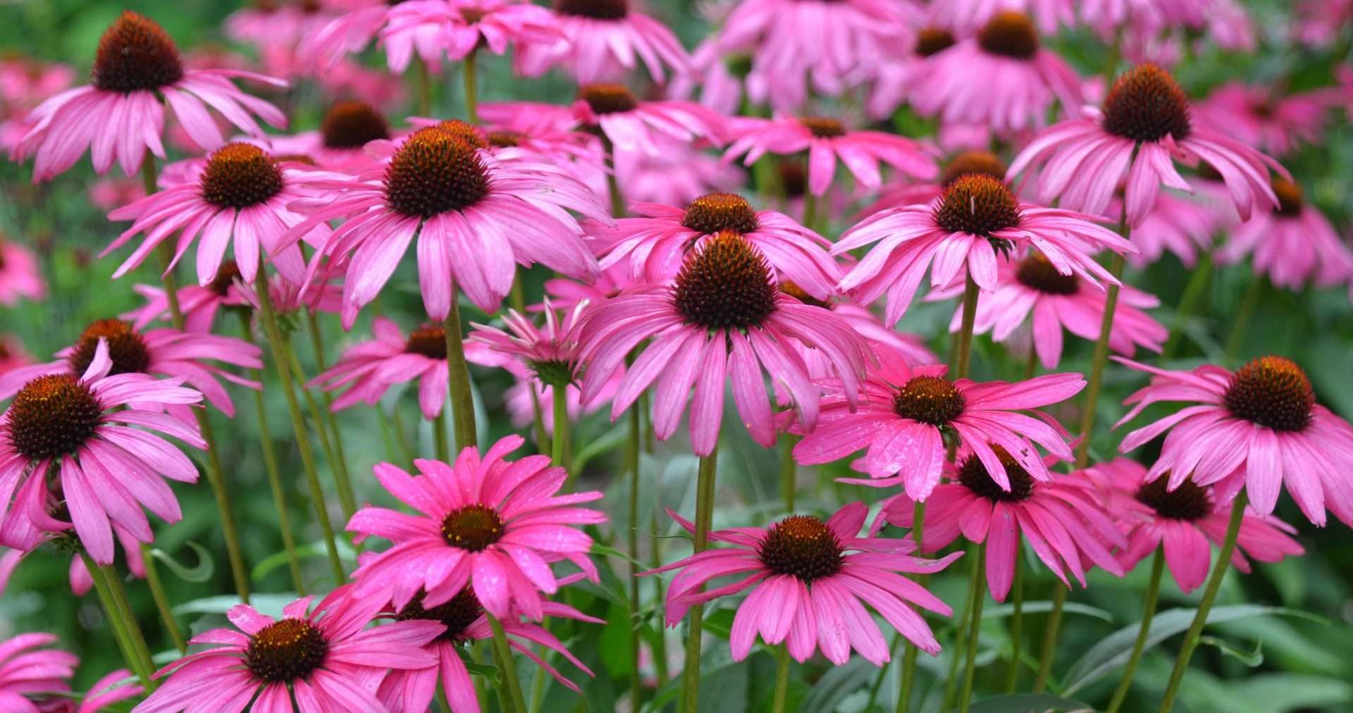 Echinacea purp. "Purple Emperor" 0.20 - 0.40 m by gradina-noastra