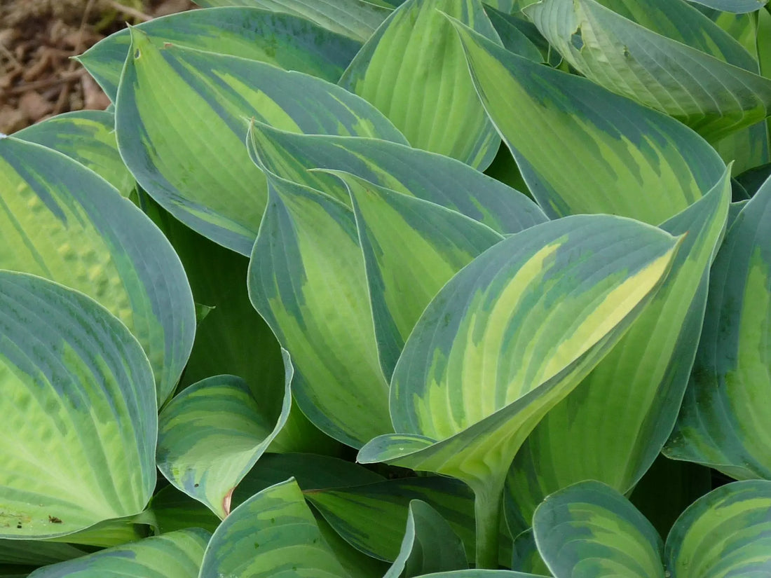 Hosta "Patriot" by Gradina Noastra
