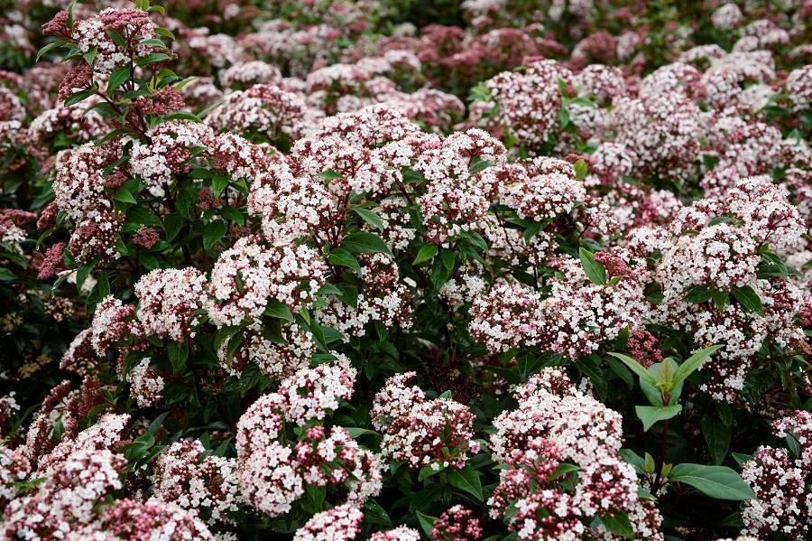 Viburnum tinus "Eve Price" multitulpinal / Viburnum tinus "Eve Price"/ by gradina-noastra