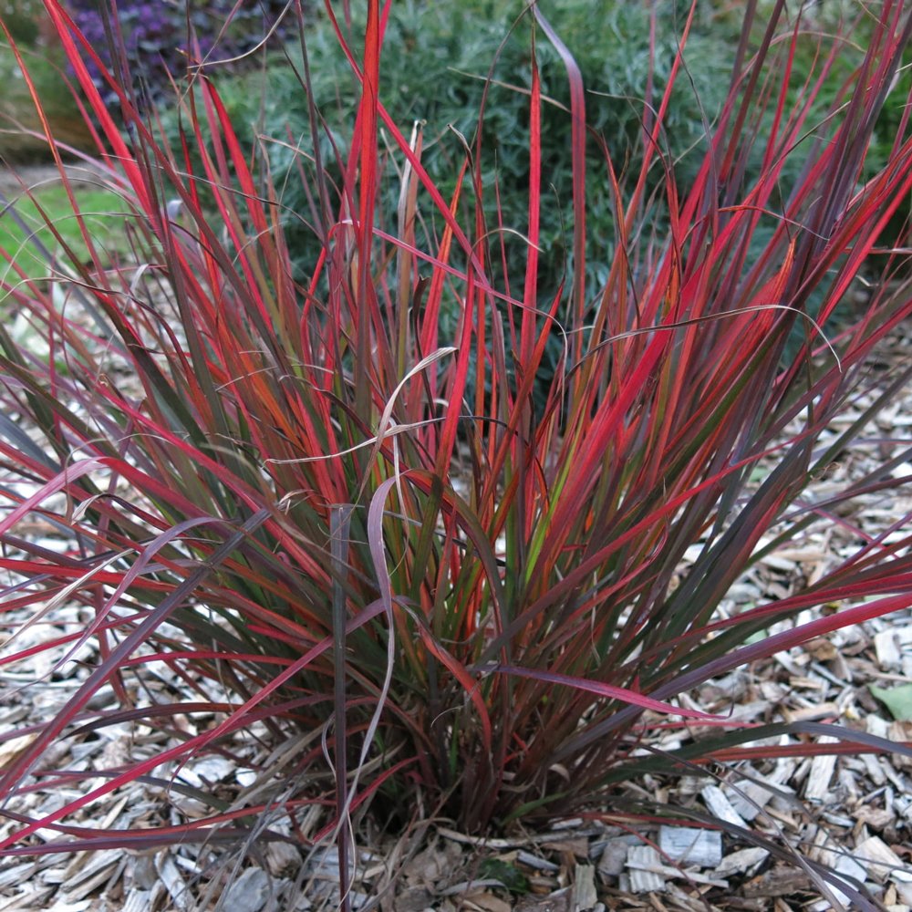Andropogon gerardii "Red October" 0.20 - 0.30 m by gradina-noastra