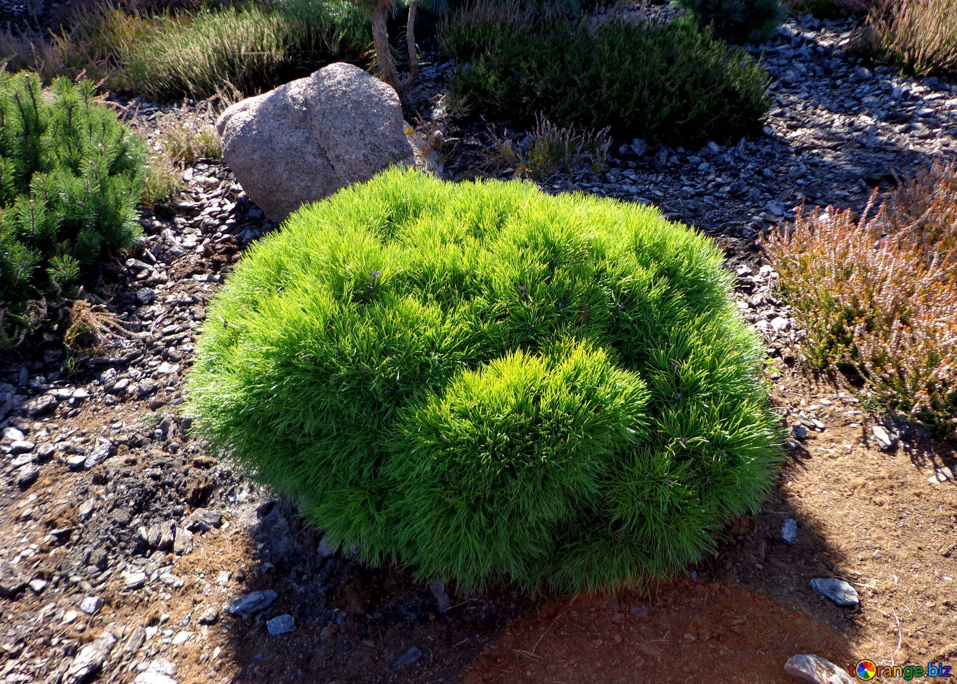 Pin pitic "Varella" 0.20 - 0.25 m / Pinus mugo "Varella"/ by gradina-noastra