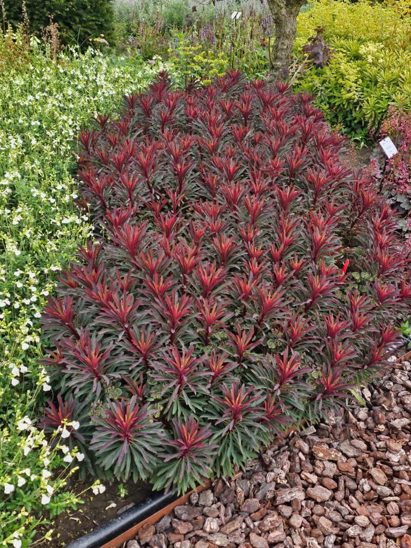 Euphorbia × martinii "Miner’s Merlot" - Gradina Noastra