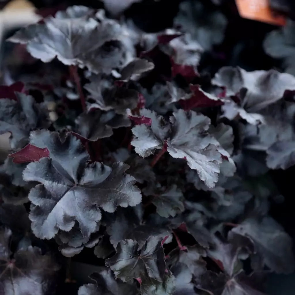 Heuchera "Black Beauty" 0.10 - 0.20 m by gradina-noastra