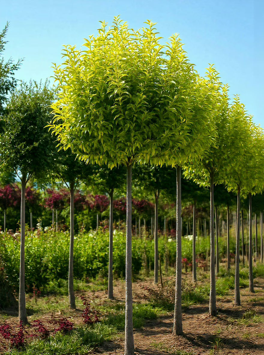 Lemn cainesc "Excelsum Superbum" pomisor / Ligustrum japonicum "Excelsum Superbum"/ - Gradina Noastra