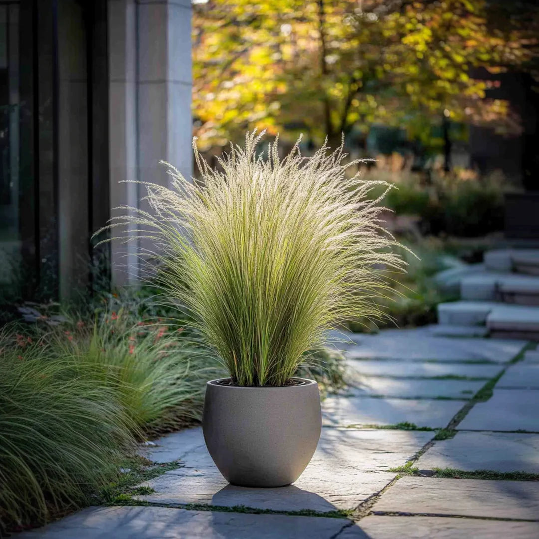 Stipa tenuissima "Pony Tails" - Gradina Noastra