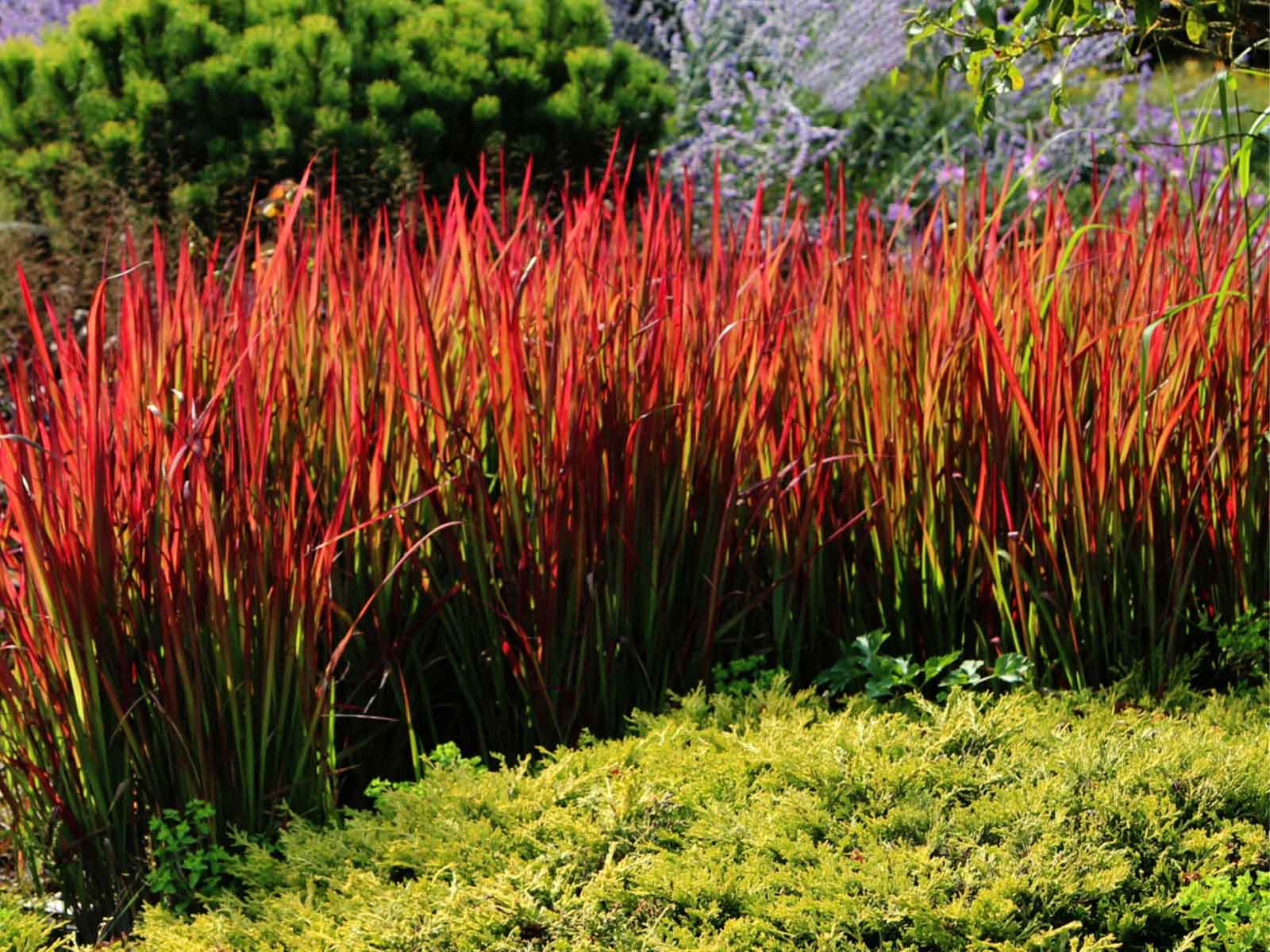 Imperata "Red Baron" / Imperata cylindrica "Red Baron"/ - Gradina Noastra