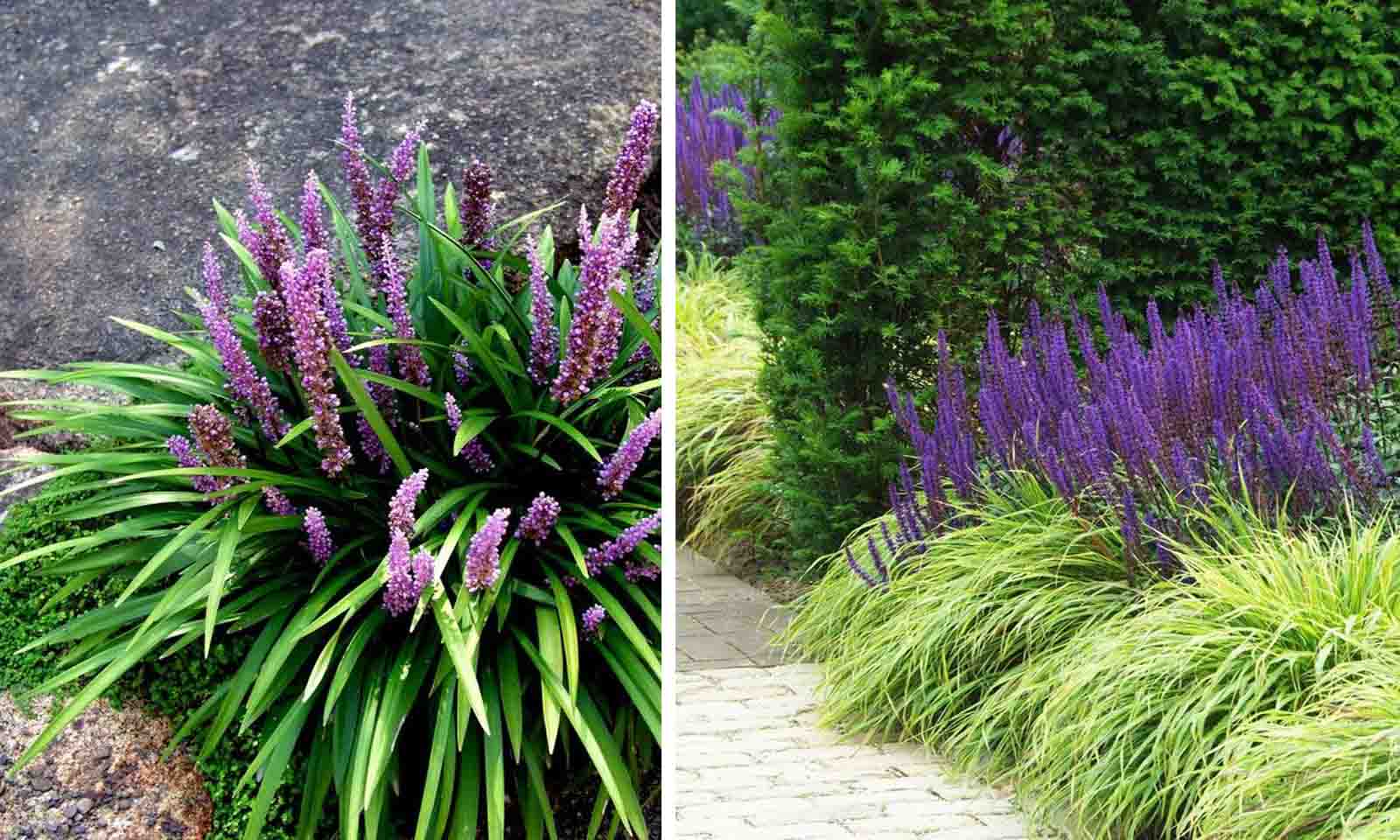 Liriope muscari "Moneymaker" 0.20 m by gradina-noastra