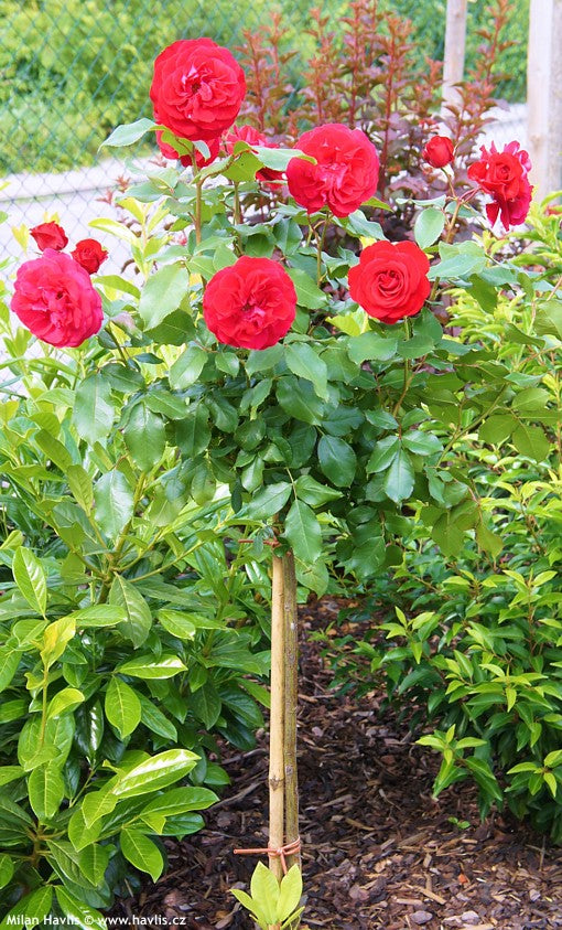 Trandafir pe picior "Red Meilove" 1.20 - 1.30 m (Rosa "Red Meilove") by Gradina Noastra
