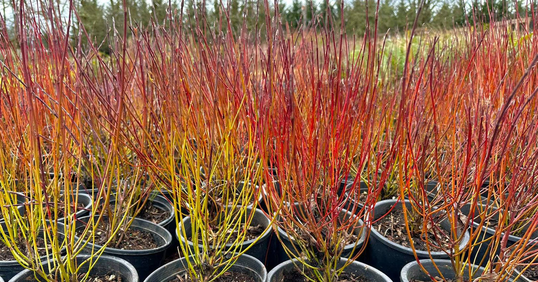 Sanger "Kelseyi" / Cornus sericea "Kelseyi"/