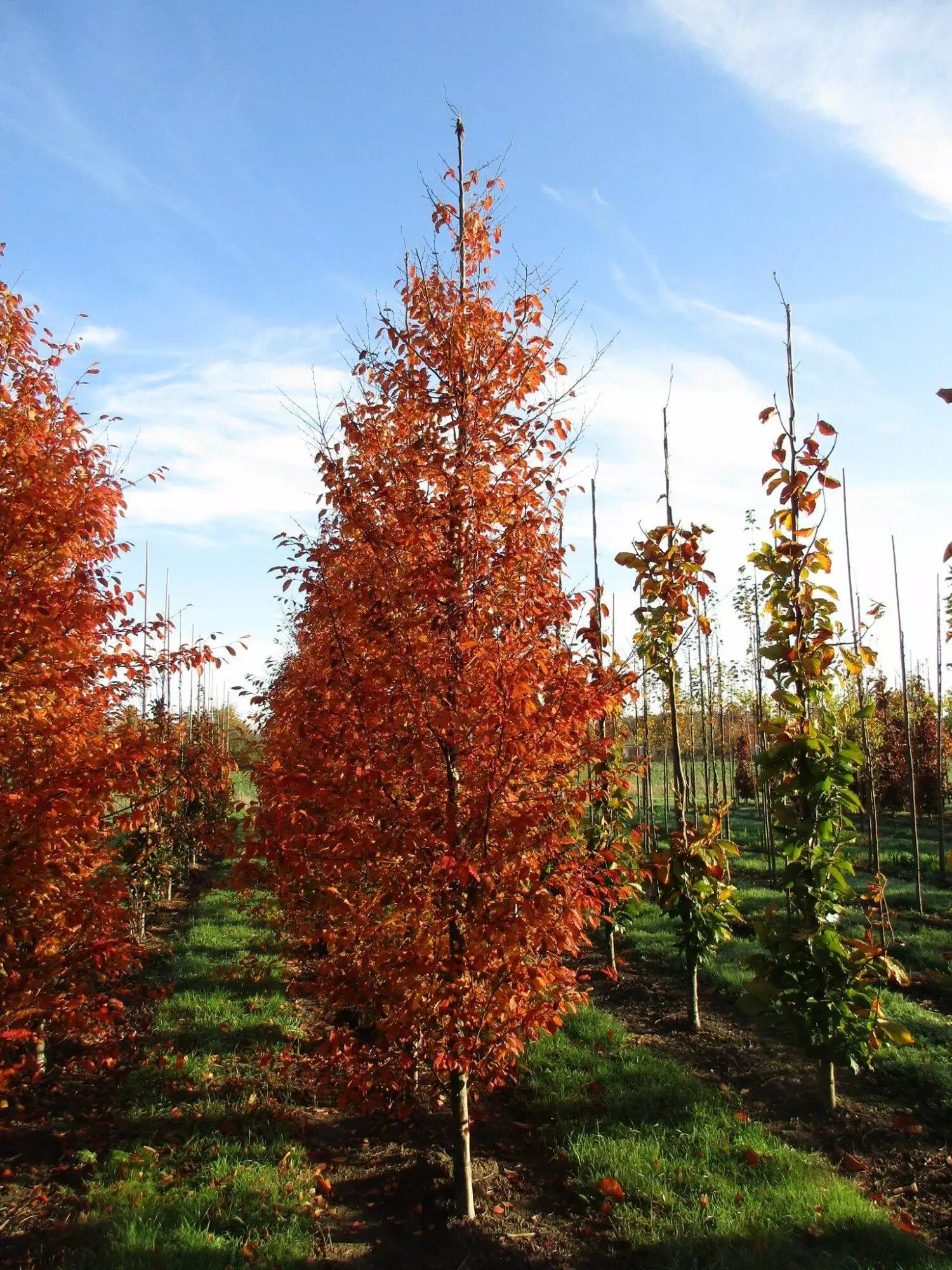 Carpen "Orange Retz" arbore / Carpinus betulus "Orange Retz"/