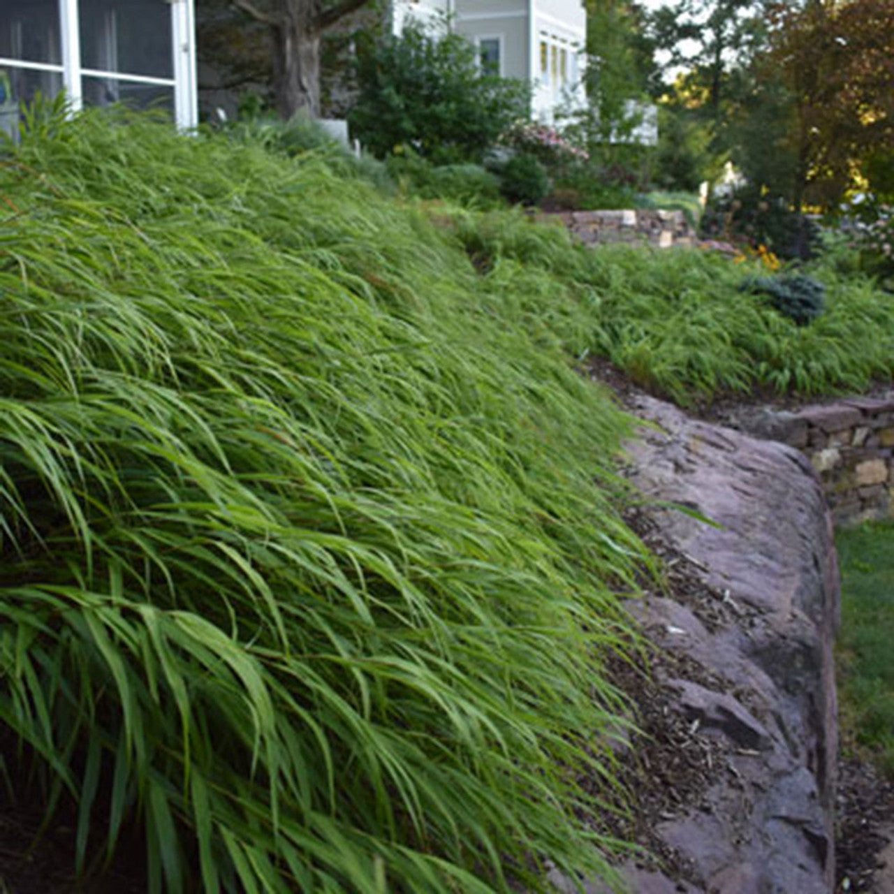 Hakonechloa macra 0.20 - 0.30 m / Hakonechloa macra / by gradina-noastra