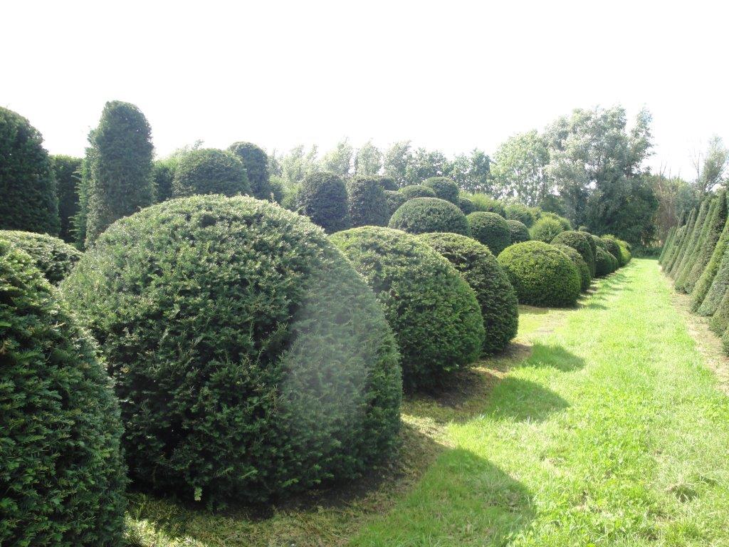 Tisa minge / Taxus baccata / by gradina-noastra