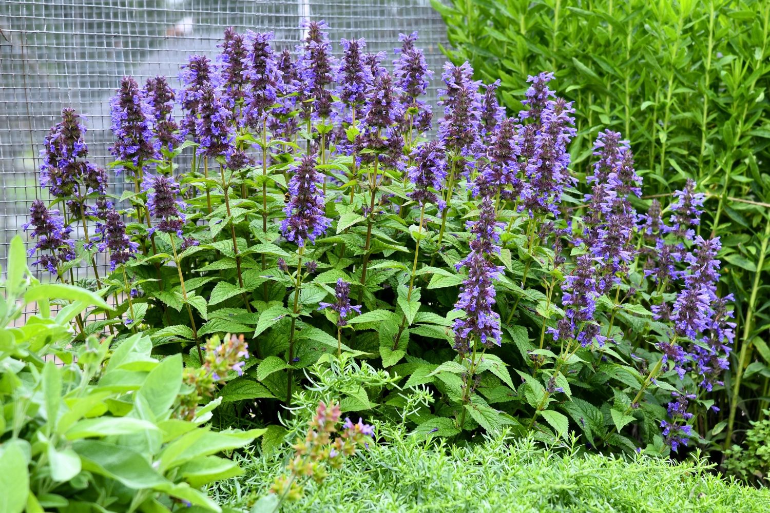 Nepeta kubanica "Neptune" by Gradina Noastra