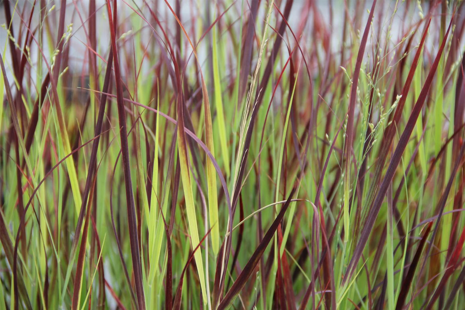 Panicum virgatum "Hot Rod" 0.20 - 0.30 m by gradina-noastra