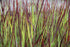 Panicum virgatum "Hot Rod" 0.20 - 0.30 m by gradina-noastra