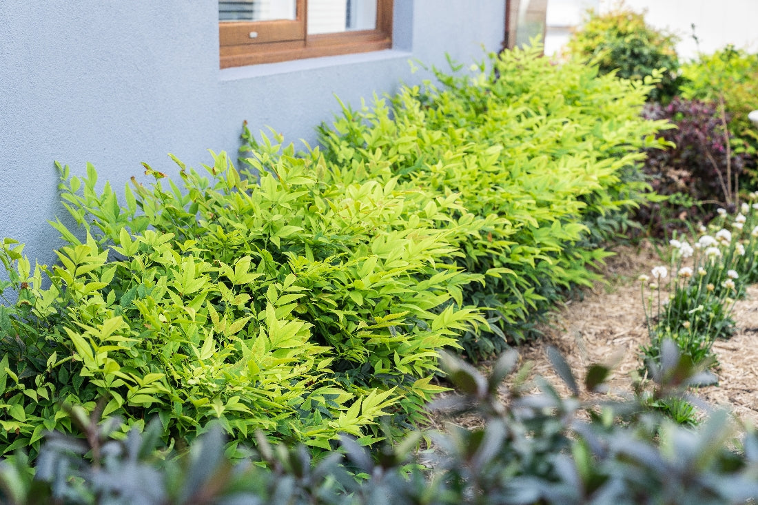 Bambus sfant " Magical " / Nandina domestica "Magical"/