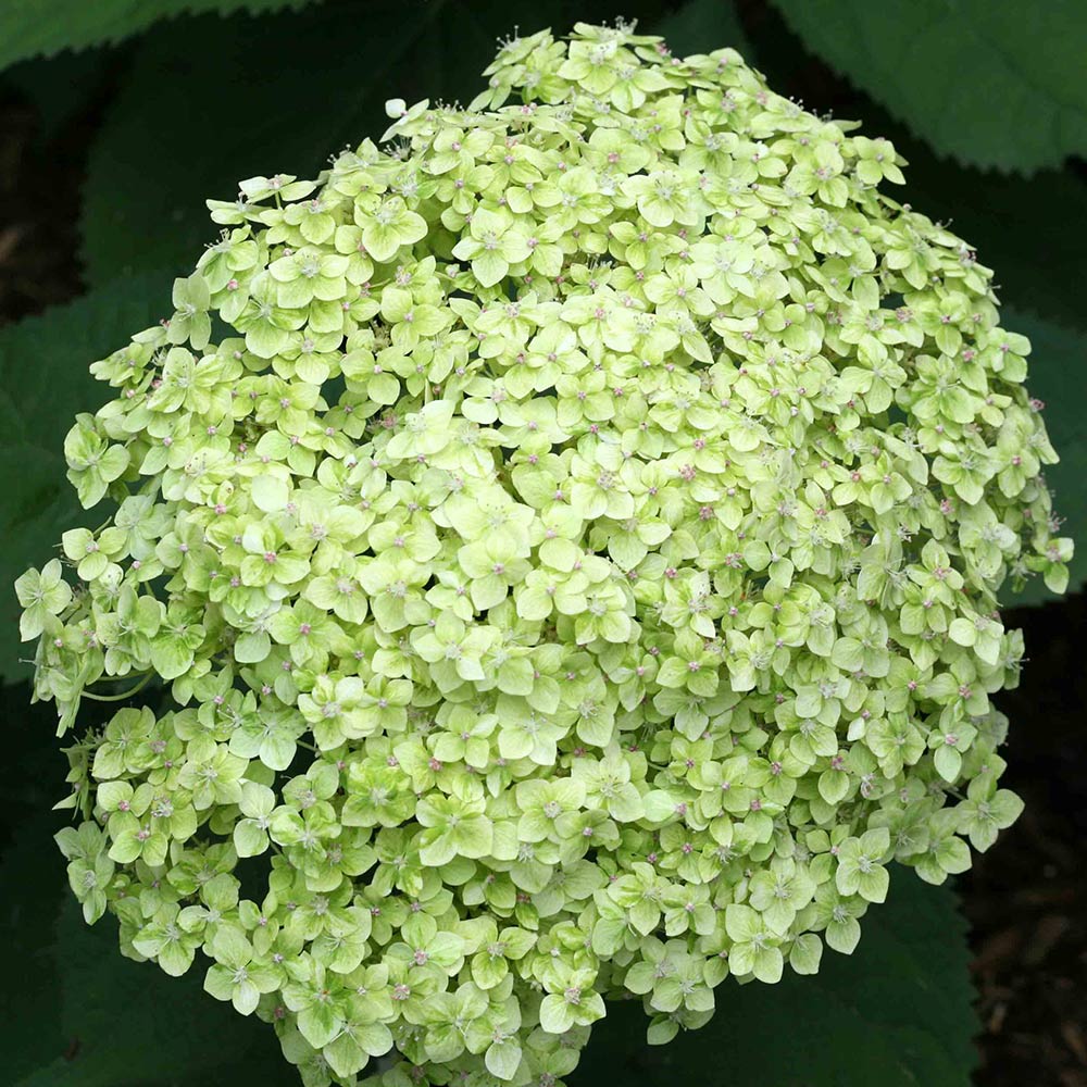 Hortensia "Lime Rickey" 0.20 - 0.30 m / Hydrangea arborescens "Lime Rickey"/