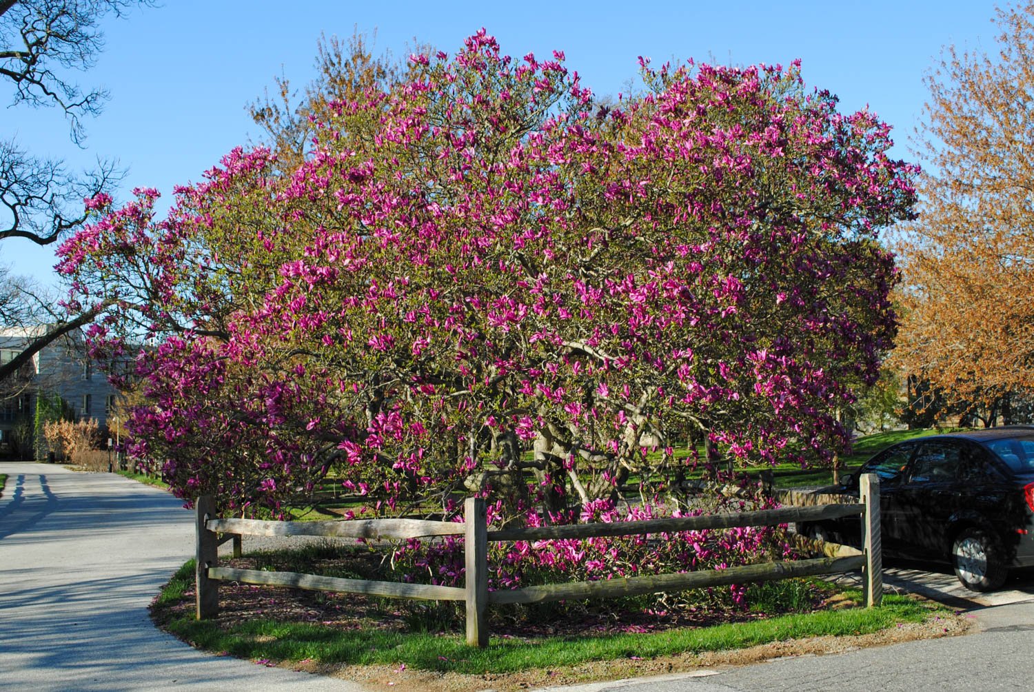 Magnolia "Susan" 1.00 - 1.20 m / Magnolia "Susan"/ by gradina-noastra