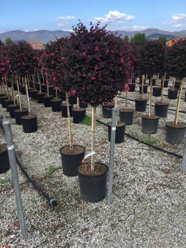 Loropetalum chinense Black Pearl 1.50 - 1.70 m / Loropetalum chinense "Black Pearl" / by gradina-noastra