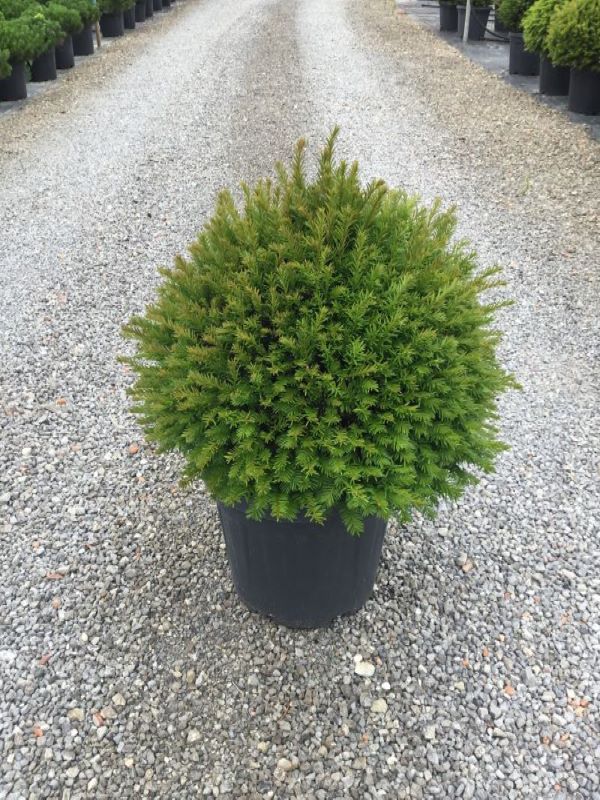 Tisa minge / Taxus baccata /